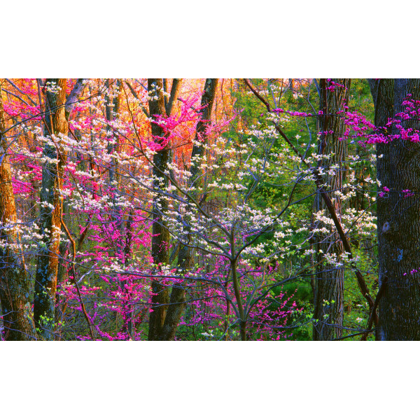 Floral fragrances